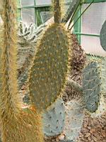 Opuntia galapageia (fam Cactacees) (Galapagos, Equateur) (3) (Photo F. Mrugala)